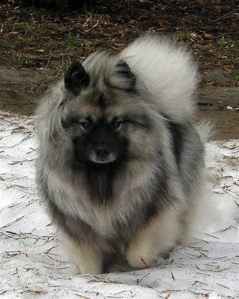 Wolfspitz puppies - Keeshond - Wolfspitz - AKC dog breed series